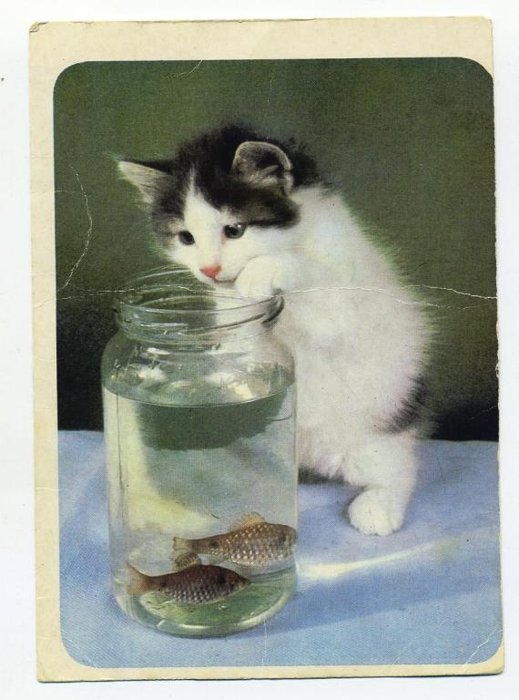 Серия Кошки 17 - Калашников А - 1989 год (Л-45)