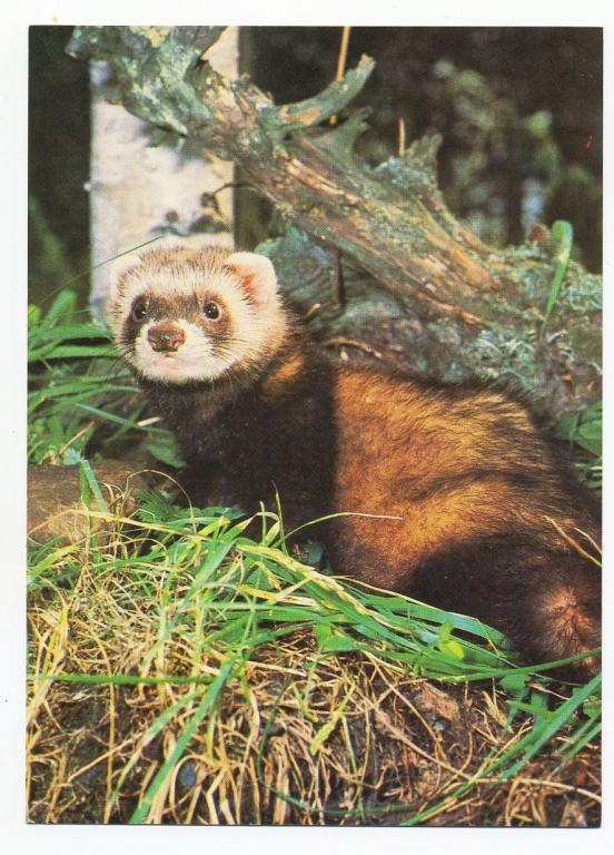 Чёрный хорь - Смирнов Г - 1983 год (Л-47)