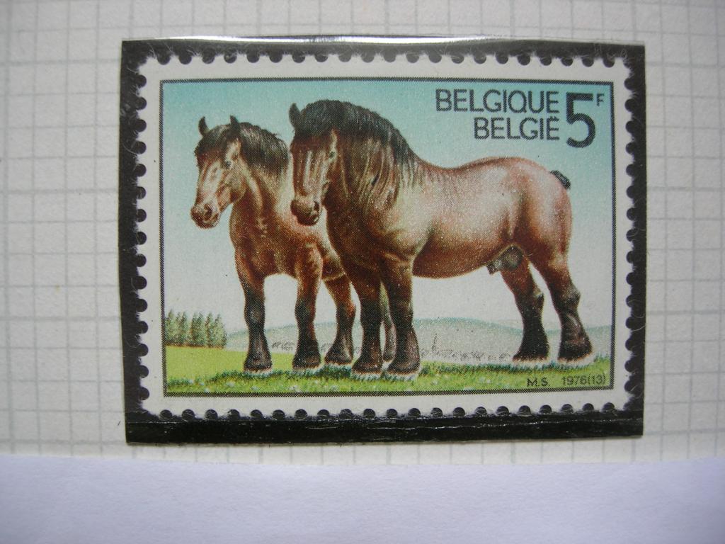 Бельгия 1976 фауна: лошади   MNH