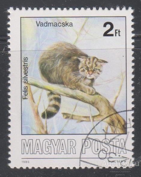 Кошки. Котята. Венгрия. 1 марка