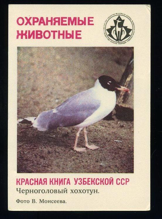 Красная книга Узбекской ССР-Черноголовый хохотун - 1987 год - календарик (КЛ-6)