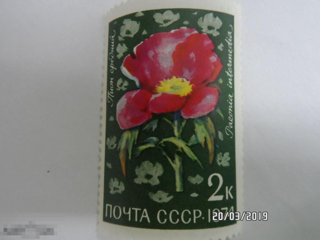 (1974-101) Марка СССР "Пион средний".1 МАРКА.(135)  РАСПРОДАЖА