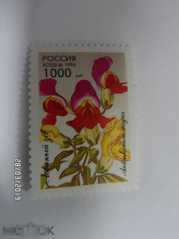РОССИЯ 1996 флора цветы. Львиный зев. 1 марка. (293) РАСПРОДАЖА