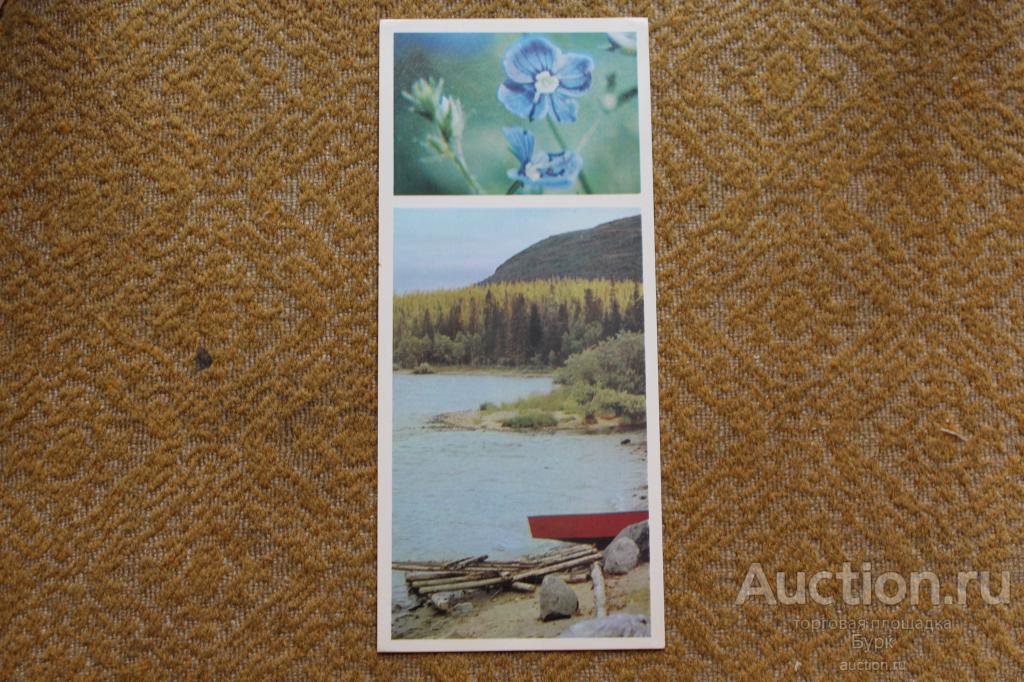 открытка СССР Таежные цветы 1974 Вероника чистая