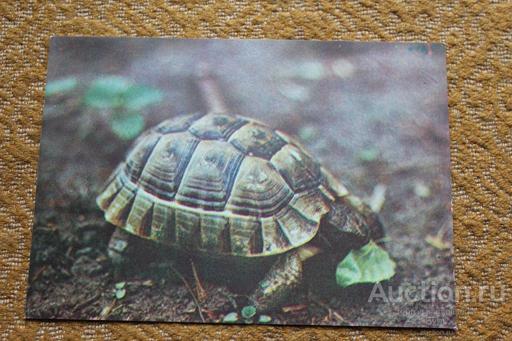фото С.Кочетова Московский зоопарк 1982 Средиземноморская черепаха фауна чистая