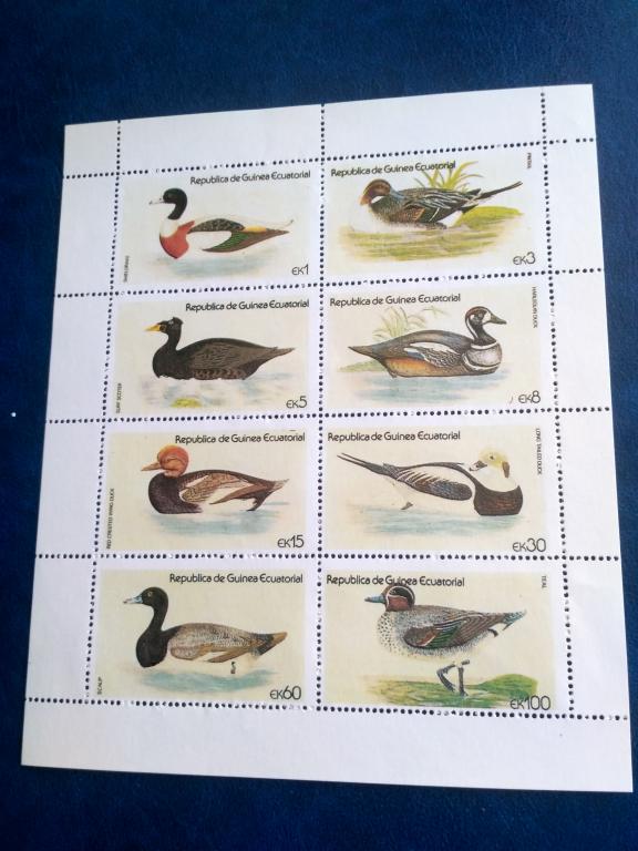 Экваториальная Гвинея.Фауна.Птицы.Утки