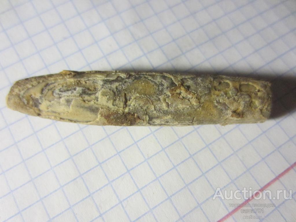 Белемнит, Мезозой, Б-3