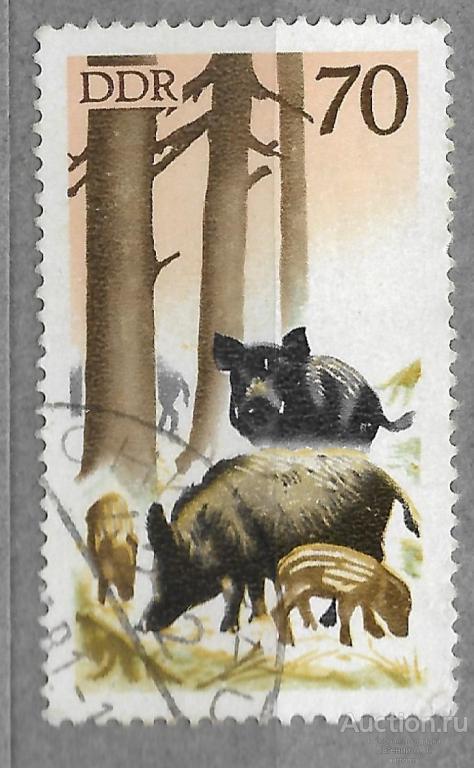 ГДР. 1977. Охотничьи хозяйства ГДР. Кабаны. Гашение.