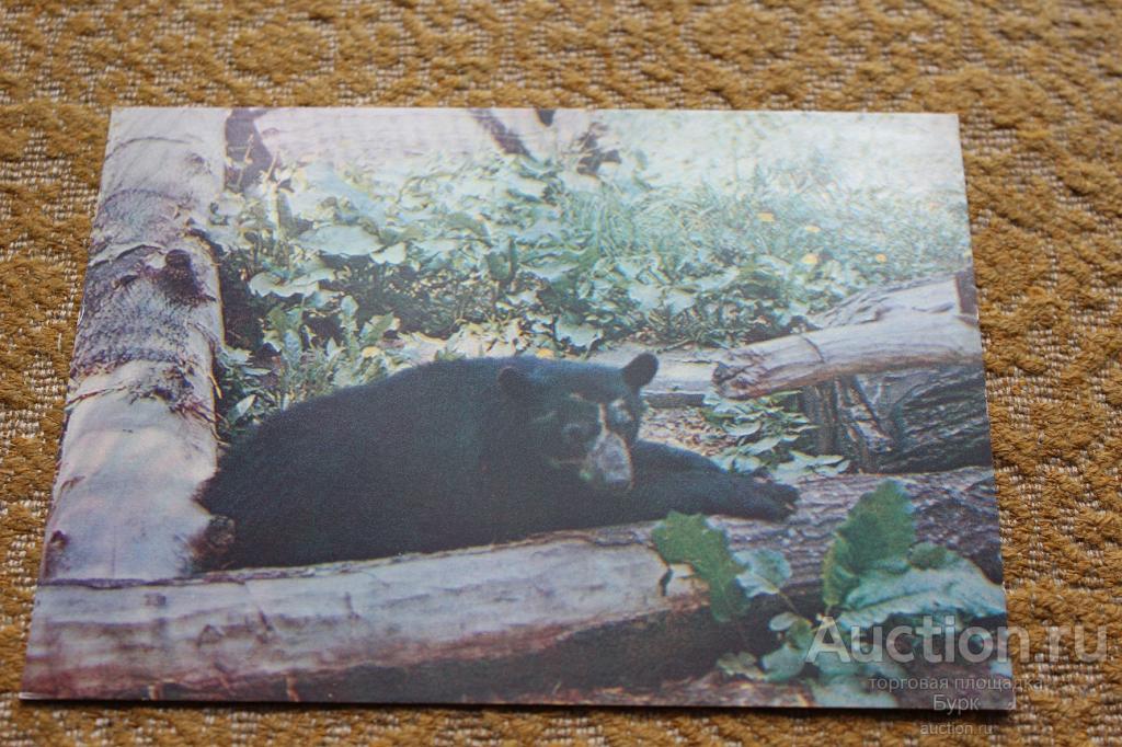 фото С.Кочетова Московский зоопарк 1982 Очковый медведь фауна чистая