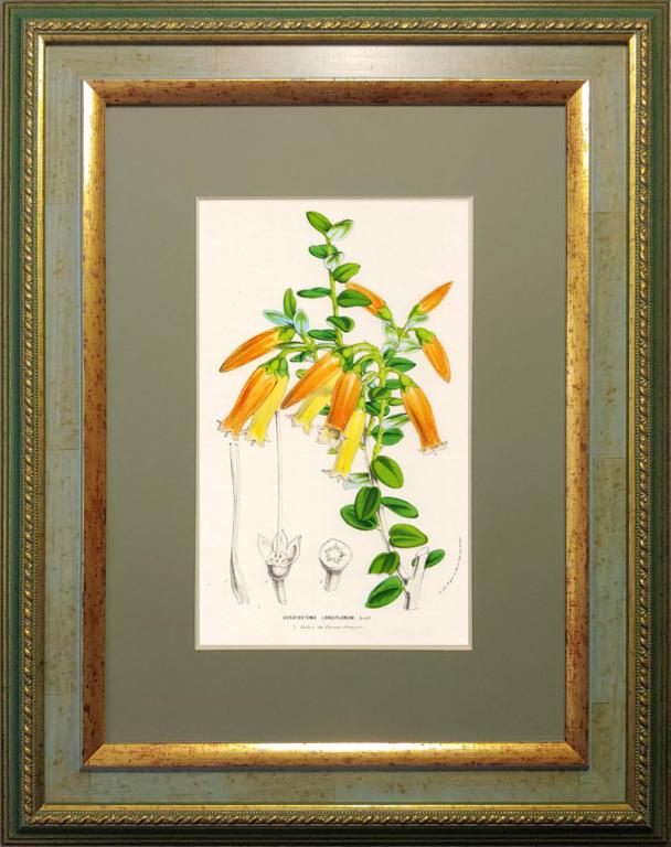 1860-е гг. Литогравюра Ван-Гутта, Растения и цветы, акварель, Цератостема R1587