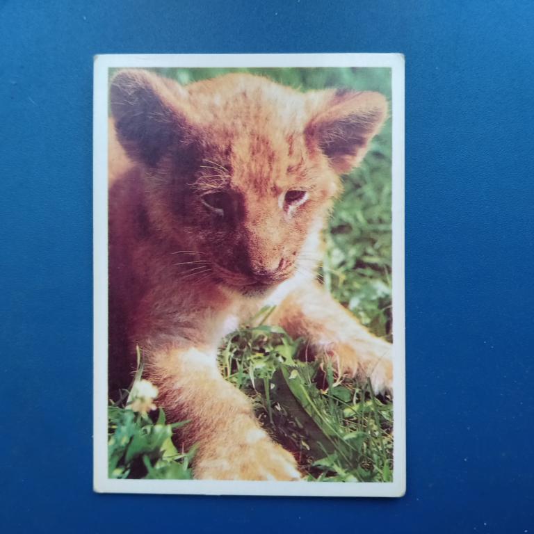 Карманный календарь Лев 1990  год  2