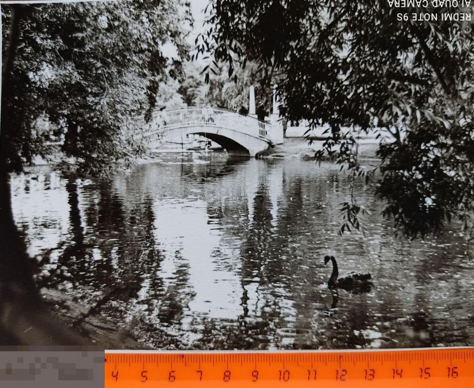 Фото СССР. Природа. Озеро. Лебеди. Пруд. Пейзаж.