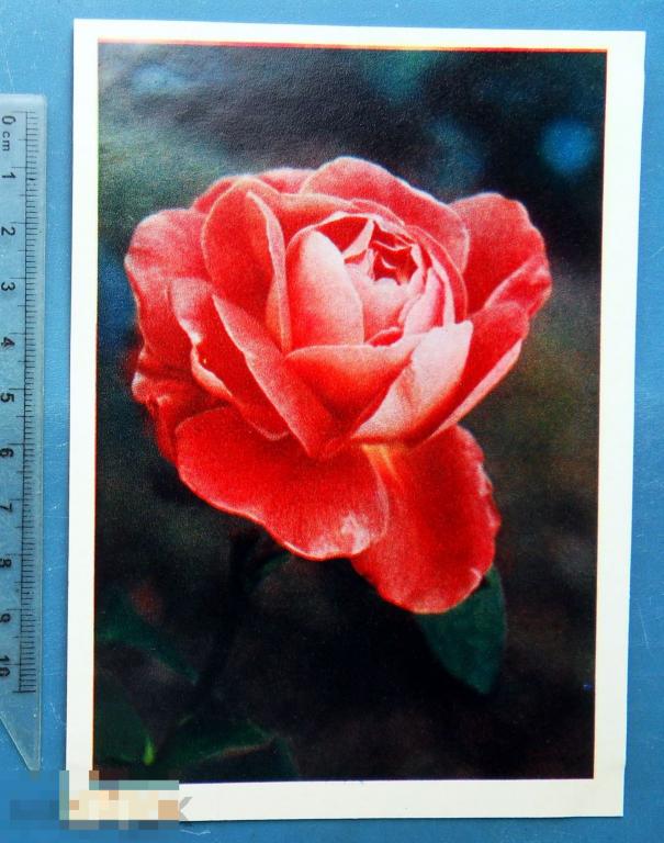 Цвет правды. Книга зимостойкость роз 1963г. Открытка розы 1963 купить цена. Аукцион открытка розы 1963 купить цена.