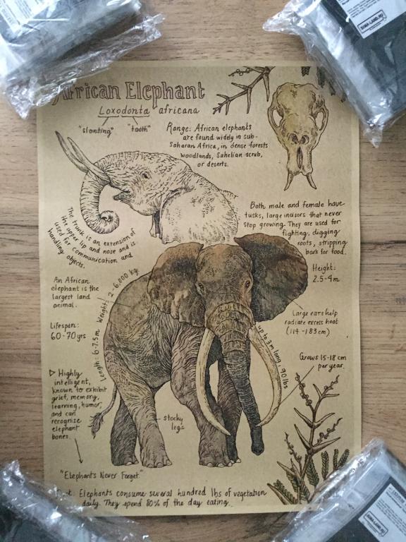 African elephant Африканский слон постер плакат 21х30 см