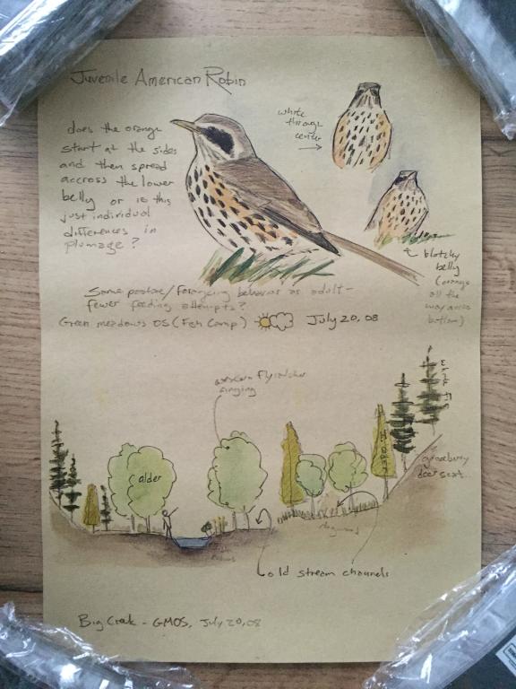 Juvenile American Robin Странствующий дрозд постер плакат 21х30 см