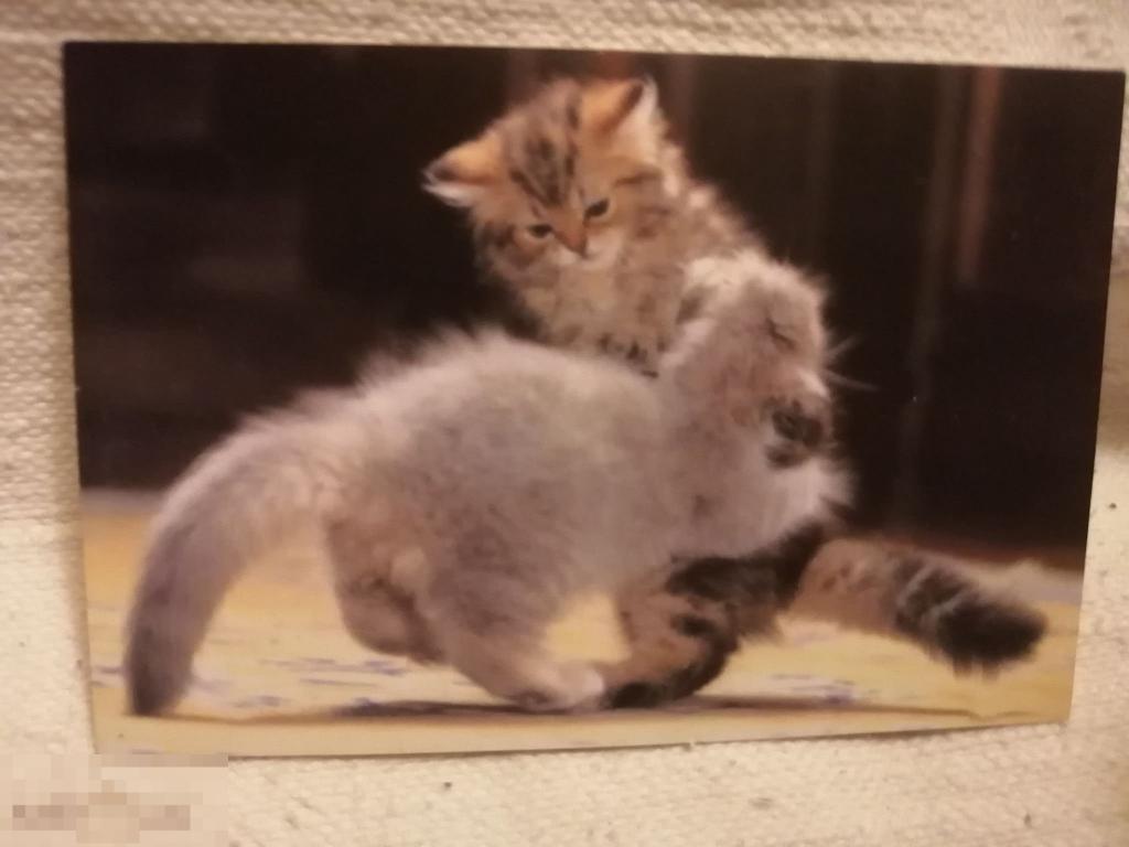 Календарик.Котята..2002 год (кален.м.к). 