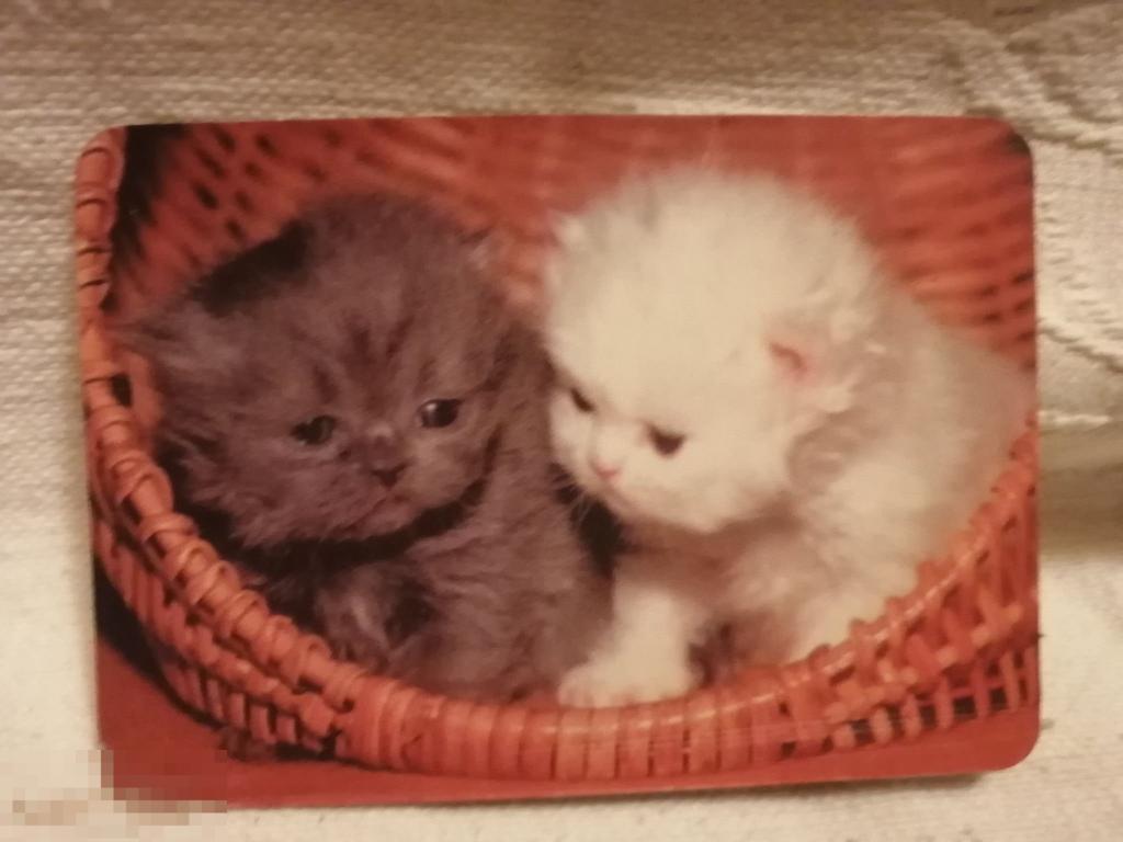 Календарик.Котята..2000 год (кален.м.к). 