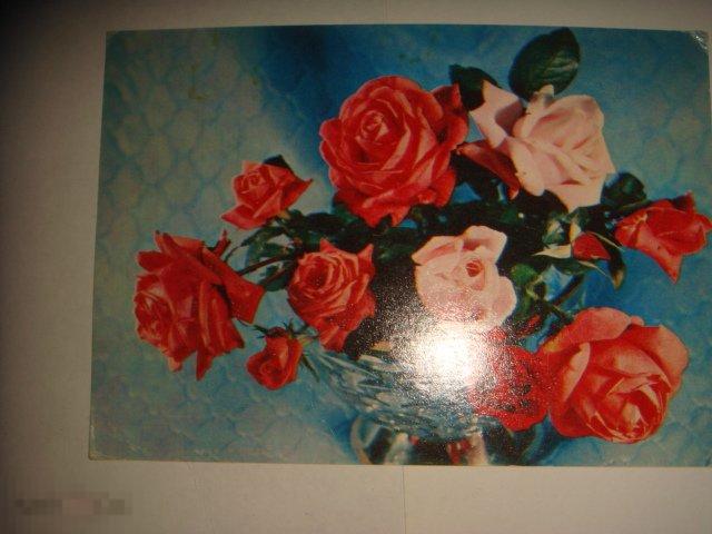Розы..1977 год.. (к.42). 