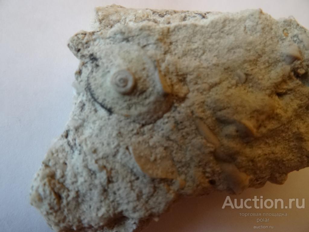 Части морского ежа Archaeocidaris.
