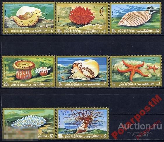 КР9-1 УМ ЭЛЬ КУАЙМ МОРСКАЯ ФАУНА раковины. ракушки молюски 