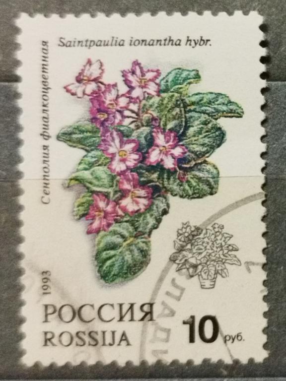 РФ. Сенполия. Флора, растения. 1993 г. Почтовое гашение