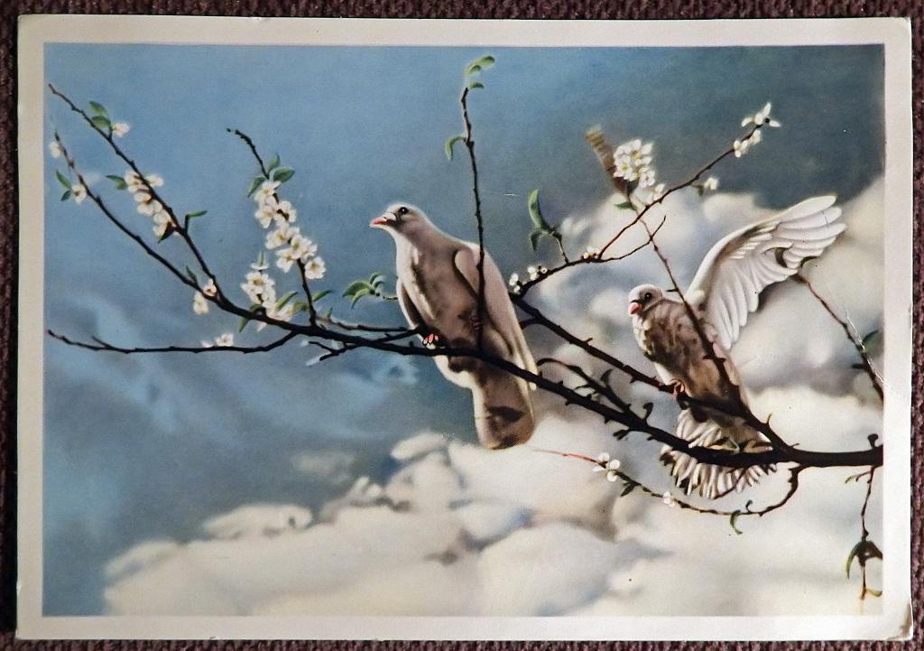 Открытка. Цветы абрикоса. Вьетнам. 1960-е годы