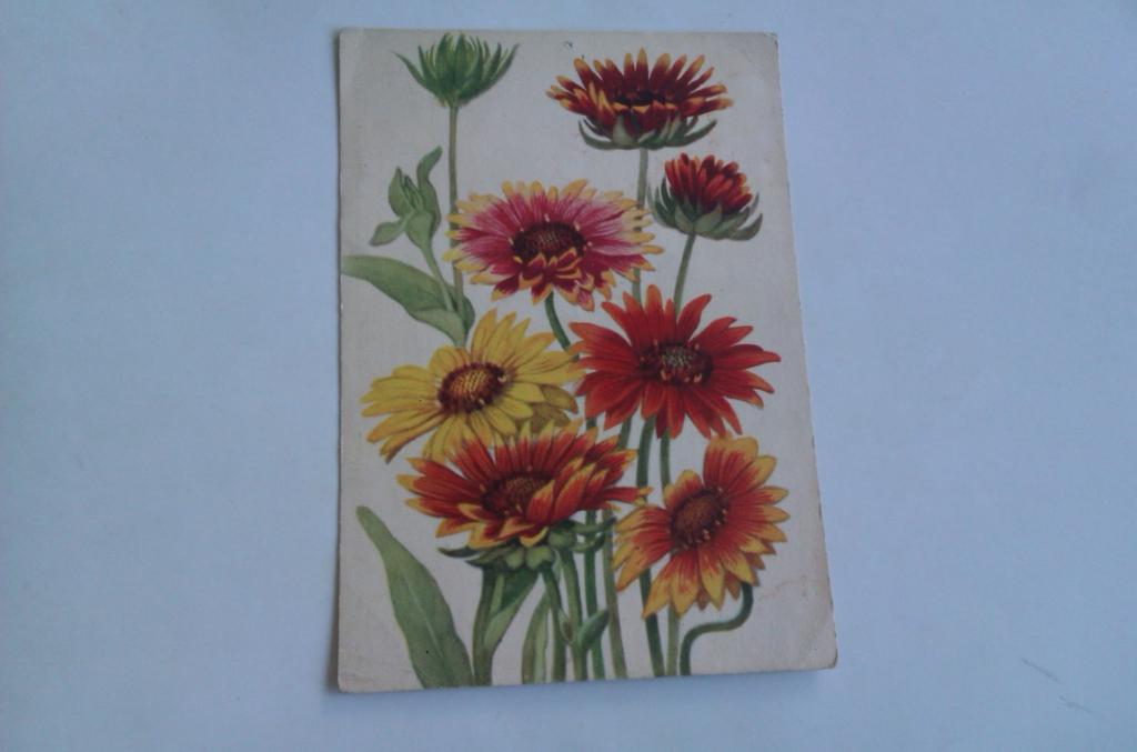 Открытое письмо Гайлардия гибридная крупноцветная, 1950г.