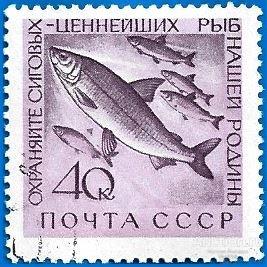 1960 СССР 2469 (Z 2384) Морская фауна. Сиг. Гаш.