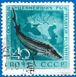 1959 СССР 2331 (Z 2246). Фауна СССР.  Рыбы. Осётр. Гаш
