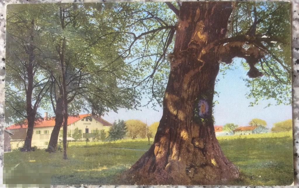 открытка живопись пейзаж ВЕКОВОЕ ДЕРЕВО Германская Империя 1910 год 136 