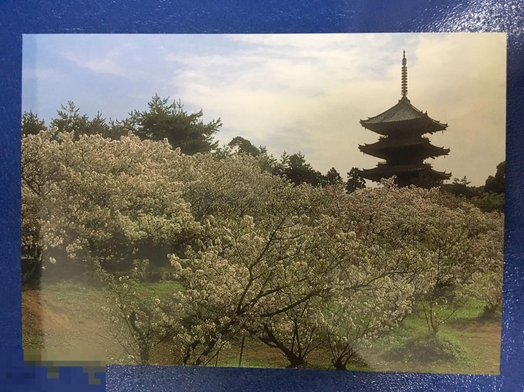 Открытка архитектура САКУРА И ПАГОДА синтоизм чистая Япония П5 