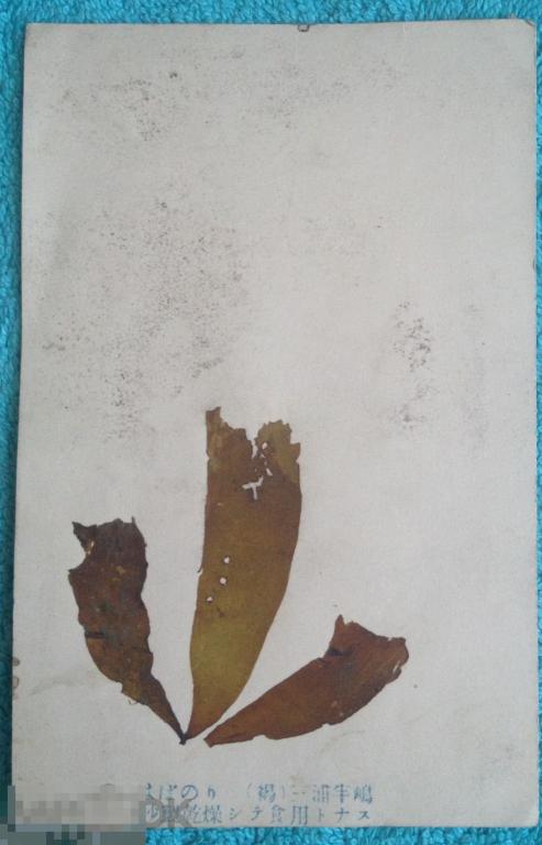 Япония начало века ОТКРЫТКА-ГЕРБАРИЙ чистая Я2 