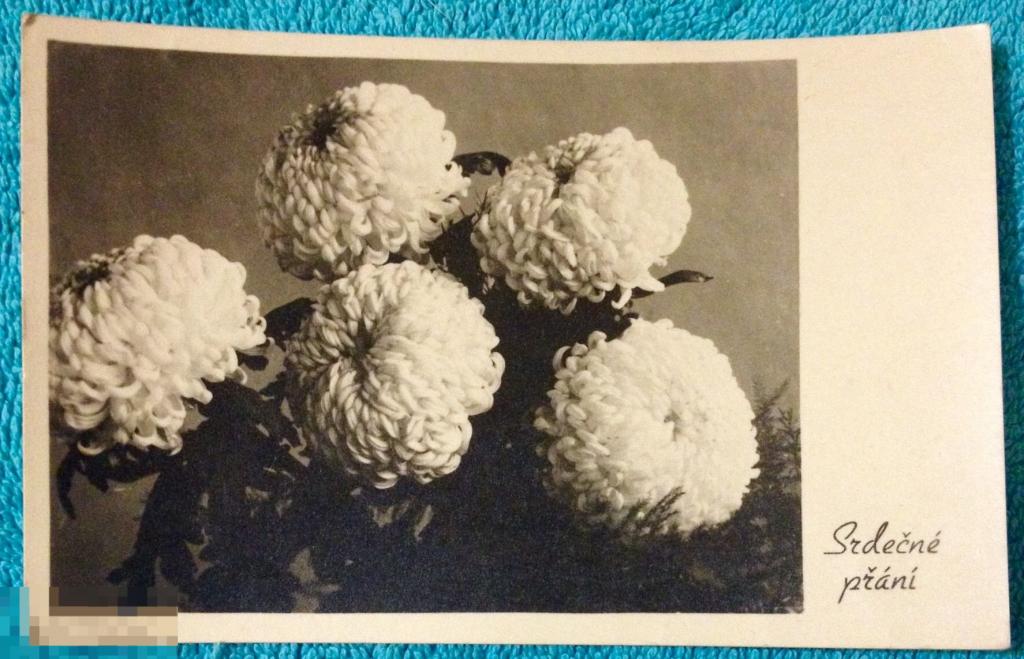 открытка СЕРДЕЧНО ПОЗДРАВЛЯЮ цветы Чехия 1955 год 144 