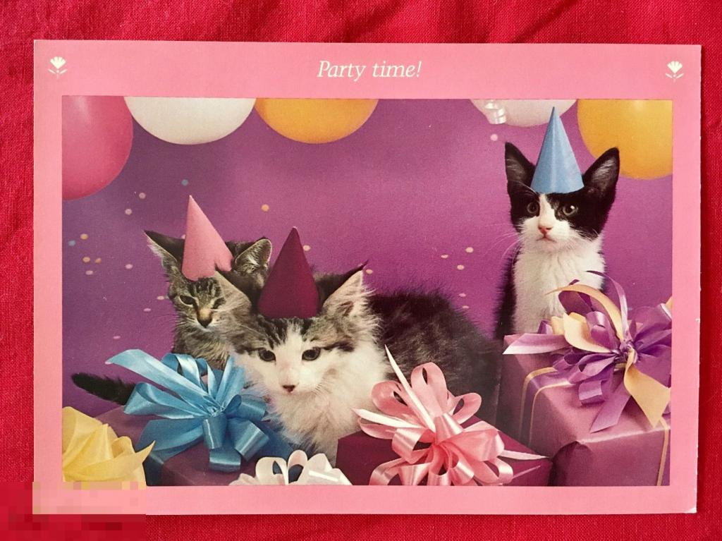 открытка ВРЕМЯ ДЛЯ ВЕЧЕРИНКИ! кот кошка котёнок США ЧИСТАЯ Х6 