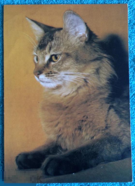 открытка ЧИСТАЯ кошка кот котёнок 1970-ые годы 029