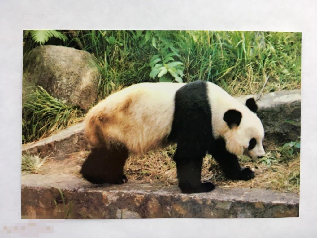 открытка ПАНДА медвежонок Япония чистая О6 