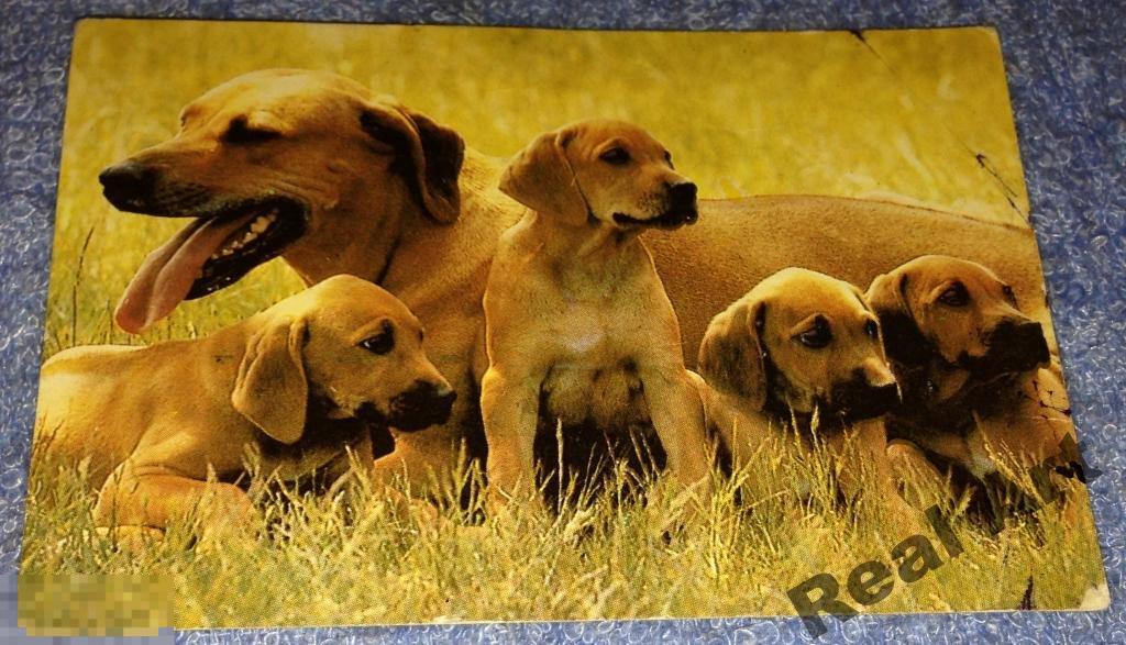 Календарик собаки 1993 г. дефект 