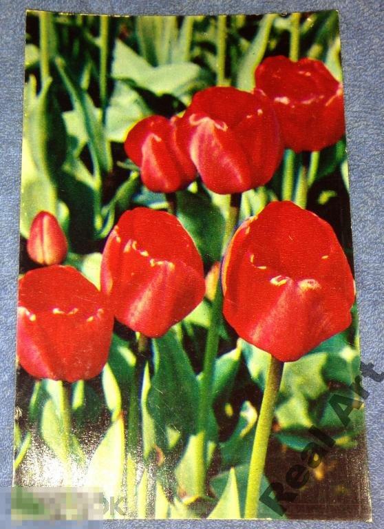 Тюльпаны Дипломат фото Матанов 1975 чистая 