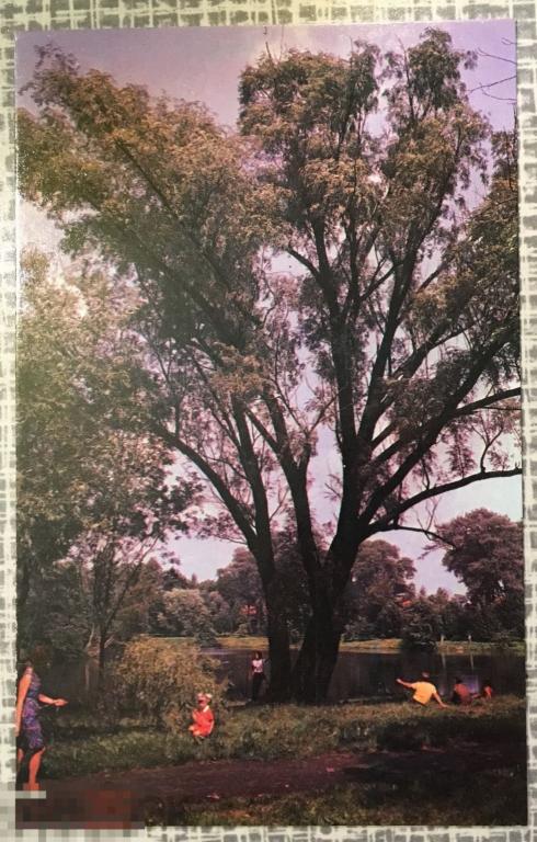 Открытка Калининград Ботанический сад 1975 г. чистая МВ5 