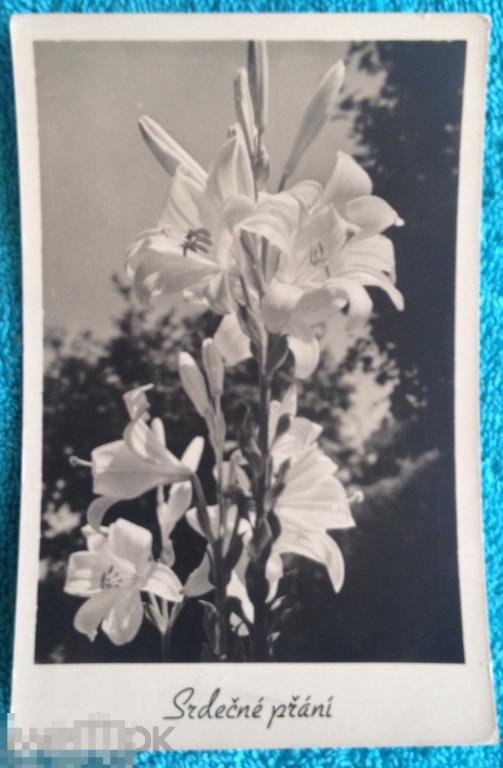 Открытка поздравительная цветы лилии 1958 год 009 