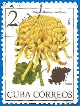 Куба 1965 MiNr 1036 Цветы. Хризантема. (0.2 € / 0.2 $) U