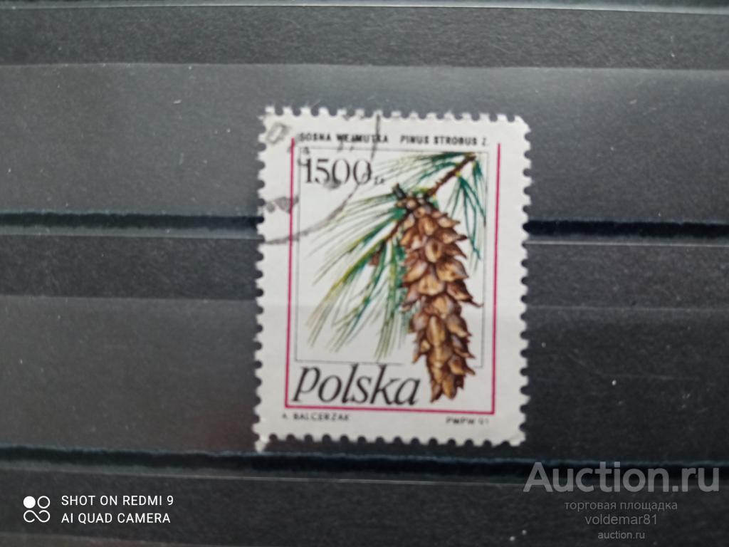 Флора. Деревья. Сосна. Шишка. Польша. 1991