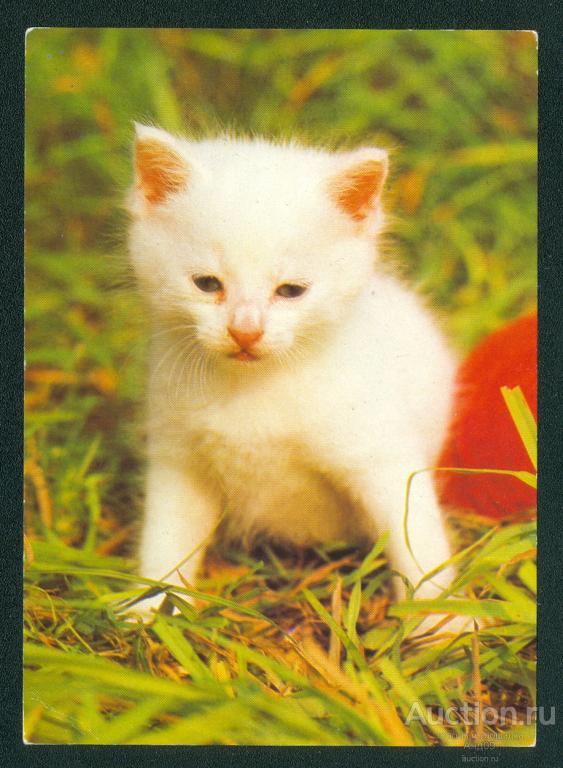 1986 г. Кошки – чистая (54g) Германия