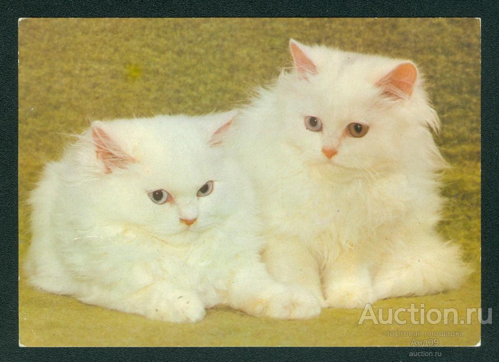 1986 г. Кошки – чистая (55g) Германия