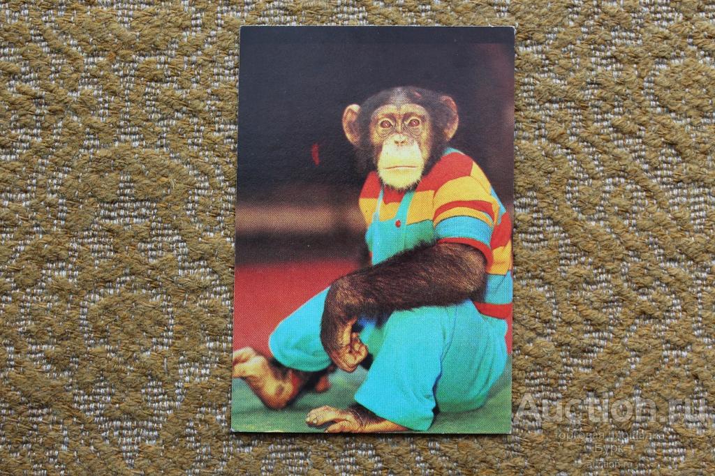 Карманный календарик 1984 Цирк обезьяна фауна