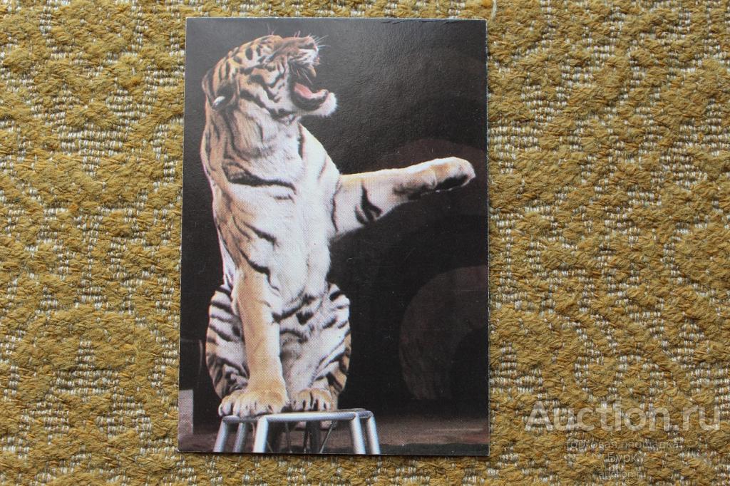 Карманный календарик 1988 Цирк Тигр фауна