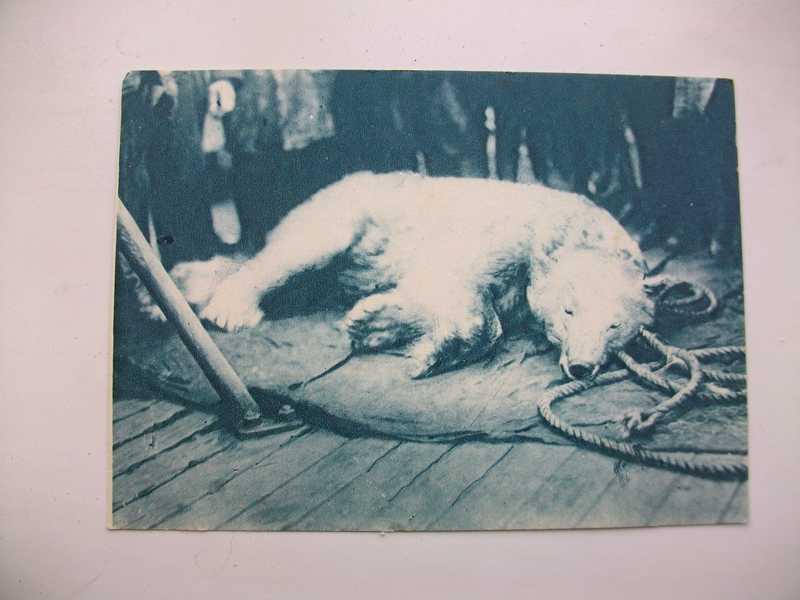 #1536103 Фотооткрытка Ледовой (ледовый) поход. Убитый командой «Красина» медведь