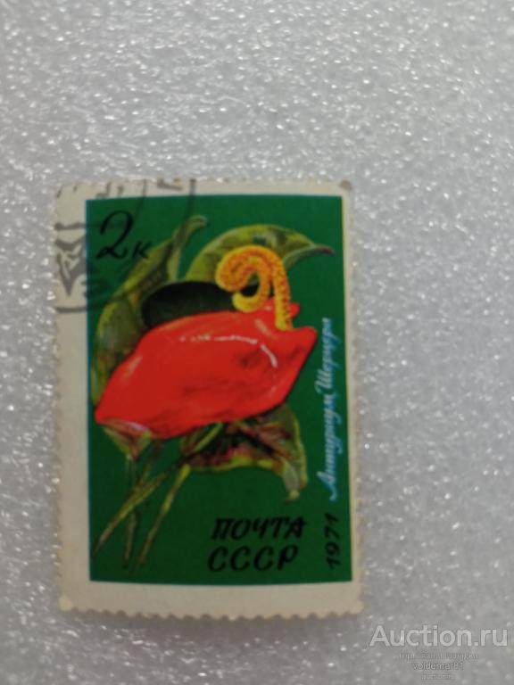 Флора. Цветы. Антуриум Шерцера. 1971. СССР