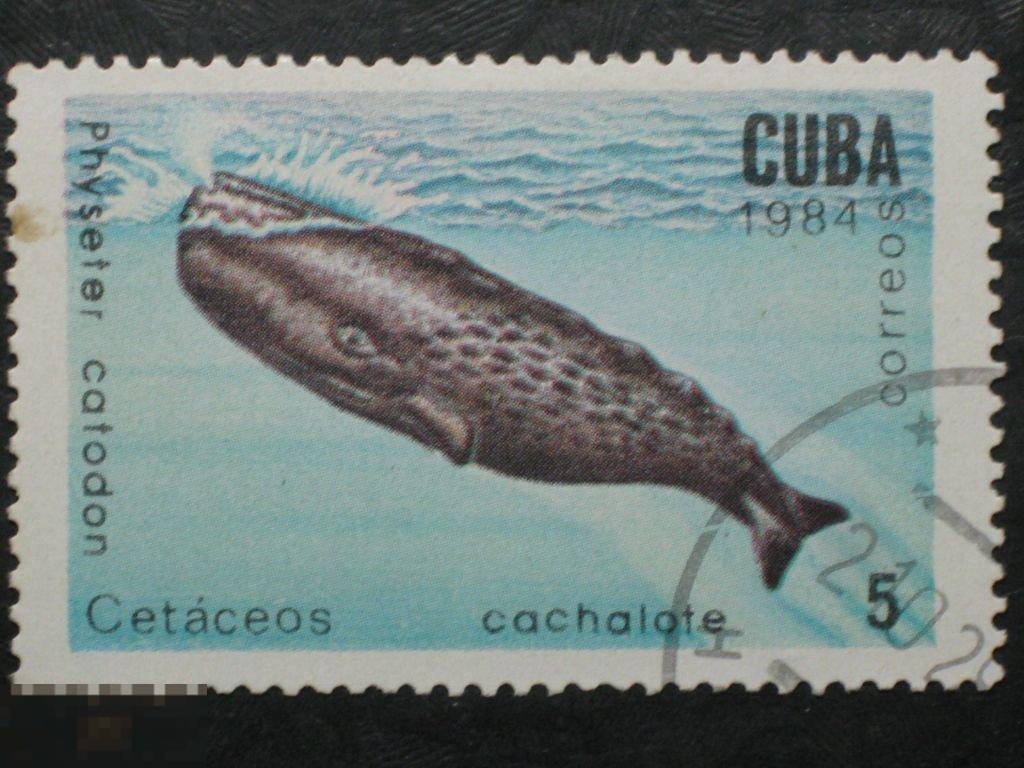 Куба 1984 Фауна Киты Дельфины марка 5 из серии 
