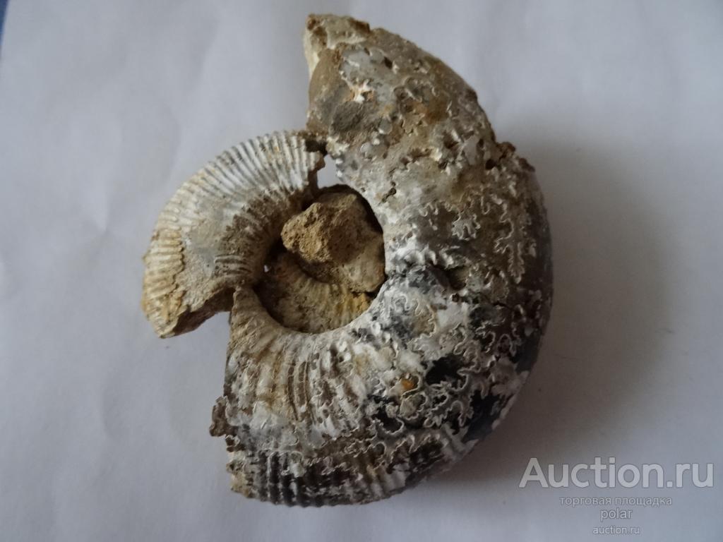Аммонит Kepplerites.